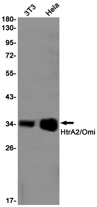 HtrA2 Rabbit mAb